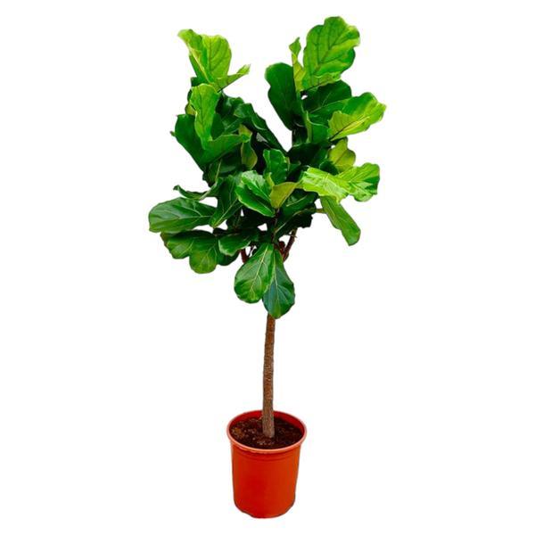 Ficus Lyrata – 160cm – Geigenfeige Ø27cm – Große Zimmerpflanze für Wohnzimmer & Büro – Grünpflanze mit XXL – Blättern – Pflegeleicht & dekorativ – Plant