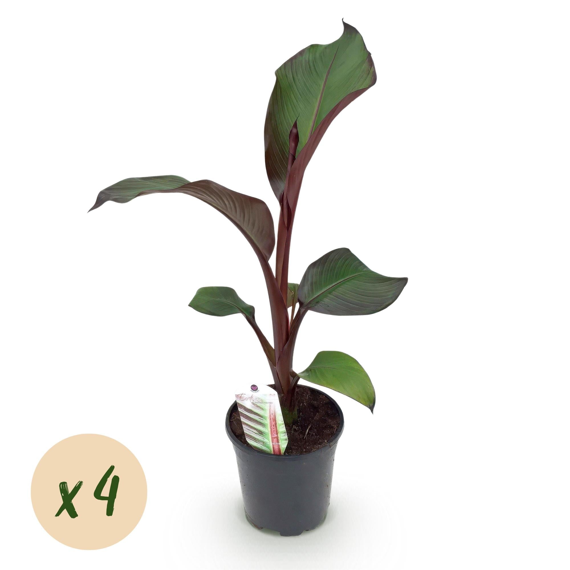 Bananenpflanze Ensete ventricosum Maurelli – Winterhart – Obstpflanze – Ø17cm, Höhe ca. 40cm – Plant