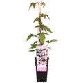 Waldrebe – Clematis Montana 'Fragrant Spring' – Ø15cm – ↕65cm – Kletterpflanze mit rosa Blüten – Schnellwüchsig & duftend – Plant