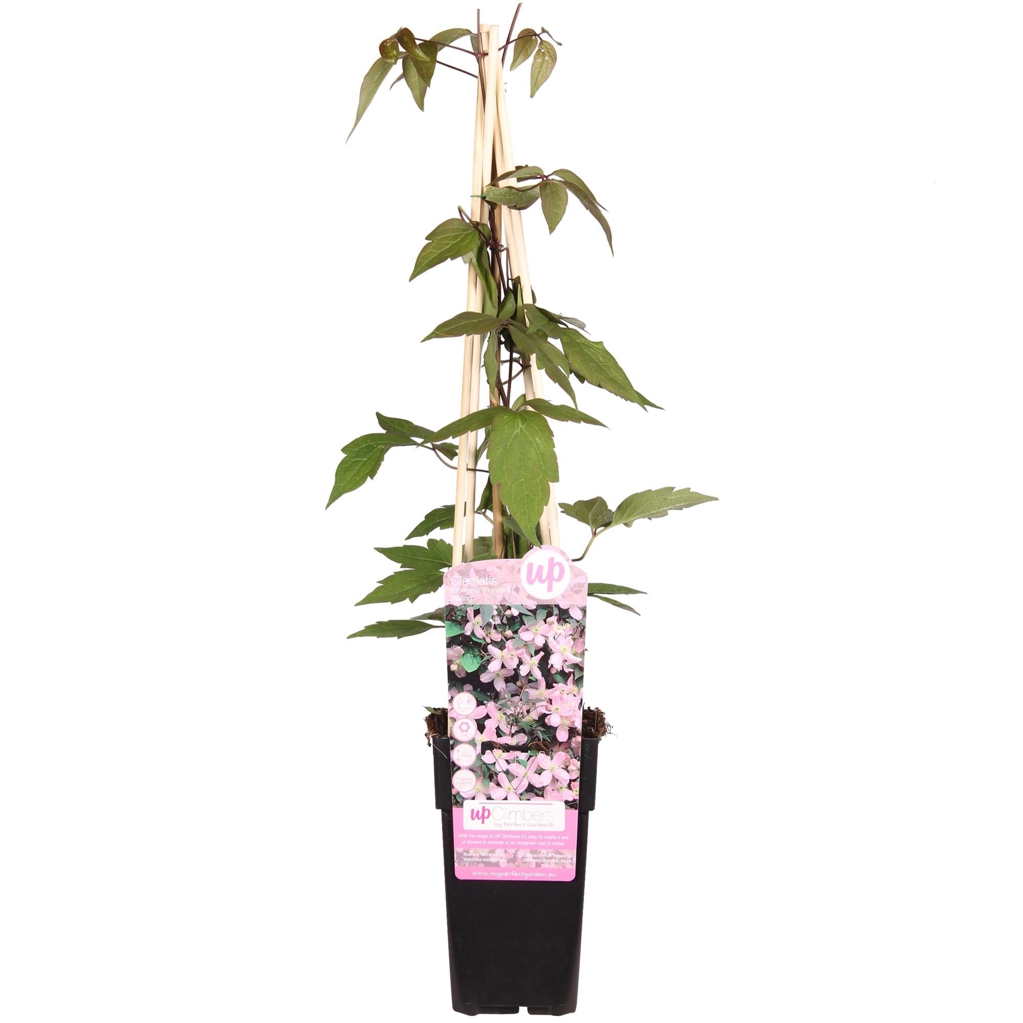 Waldrebe – Clematis Montana 'Fragrant Spring' – Ø15cm – ↕65cm – Kletterpflanze mit rosa Blüten – Schnellwüchsig & duftend – Plant