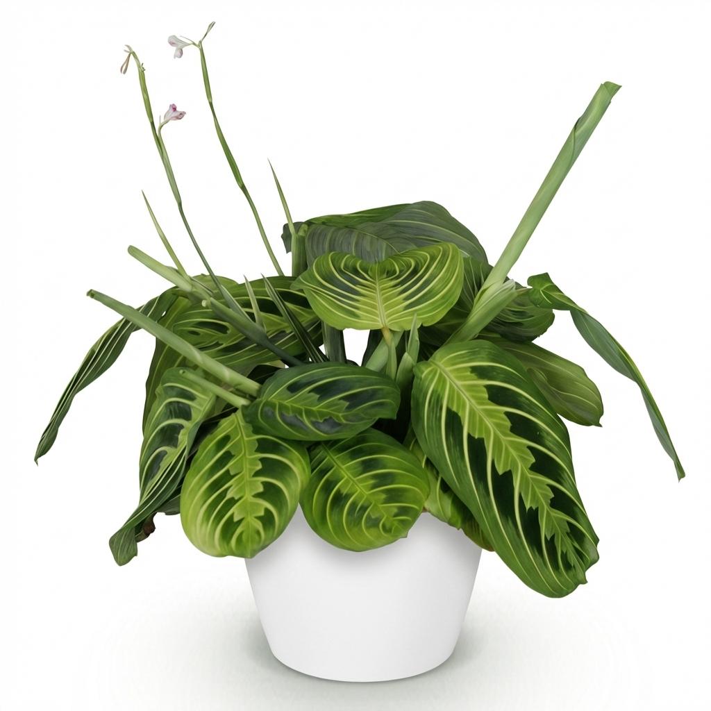 Maranta Fascinator Lemon Lime Pflanze Mit Weißem Topf Ø12cm Höhe ca.25cm Gebetspflanze Grün Haustierfreundlich Pflegeleicht Für Zimmer Büro Küche