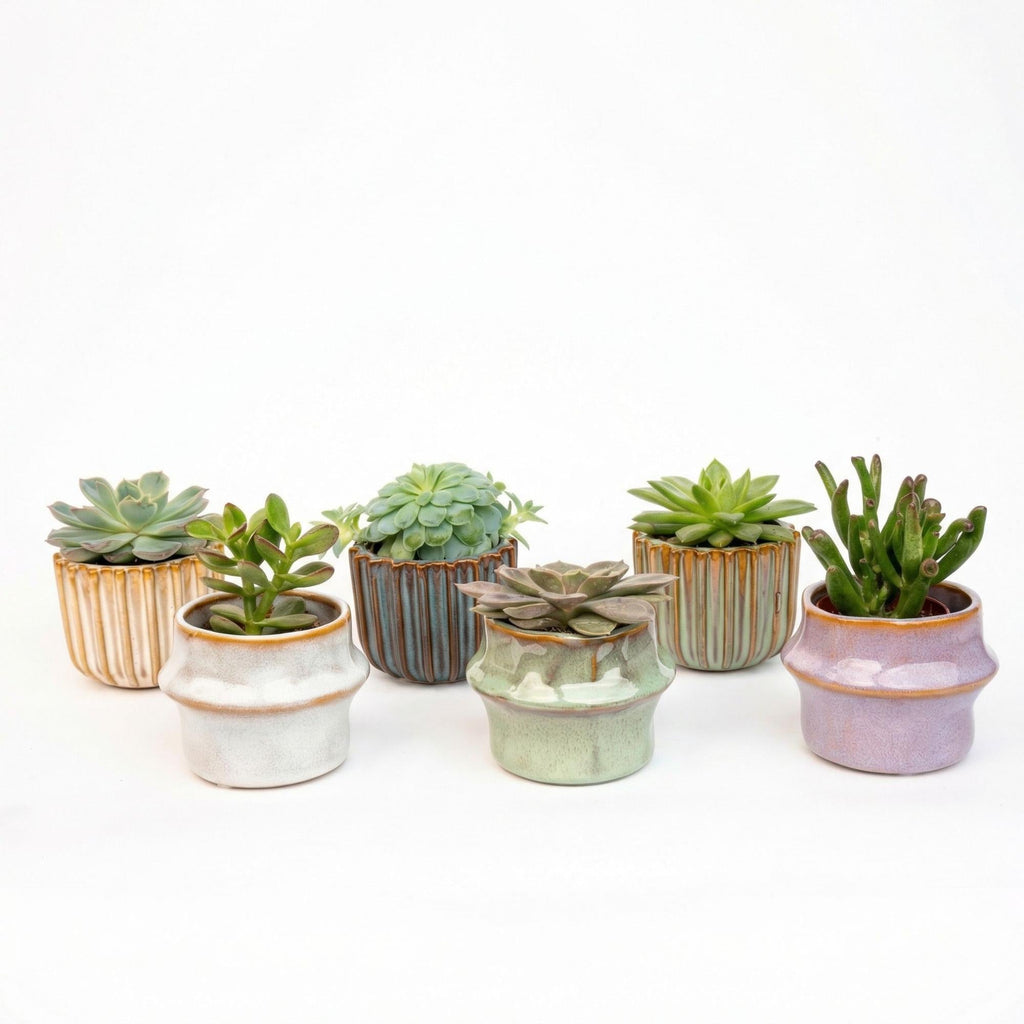 Sukkulenten – Set 6 Stück mit Keramiktöpfen – Mini Sukkulenten 8-12cm – Barcelona Design Töpfe Ø7,2cm – pflegeleichte Zimmerpflanzen Deko – Plant
