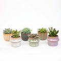 Sukkulenten – Set 6 Stück mit Keramiktöpfen – Mini Sukkulenten 8-12cm – Barcelona Design Töpfe Ø7,2cm – pflegeleichte Zimmerpflanzen Deko – Plant