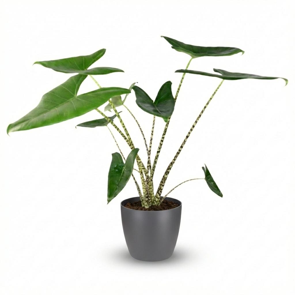 Alocasia Zebrina Elefantenohr Zimmerpflanze 70-75cm – 21cm inkl. Übertopf – große herzförmige Blätter & Zebra – Stiele