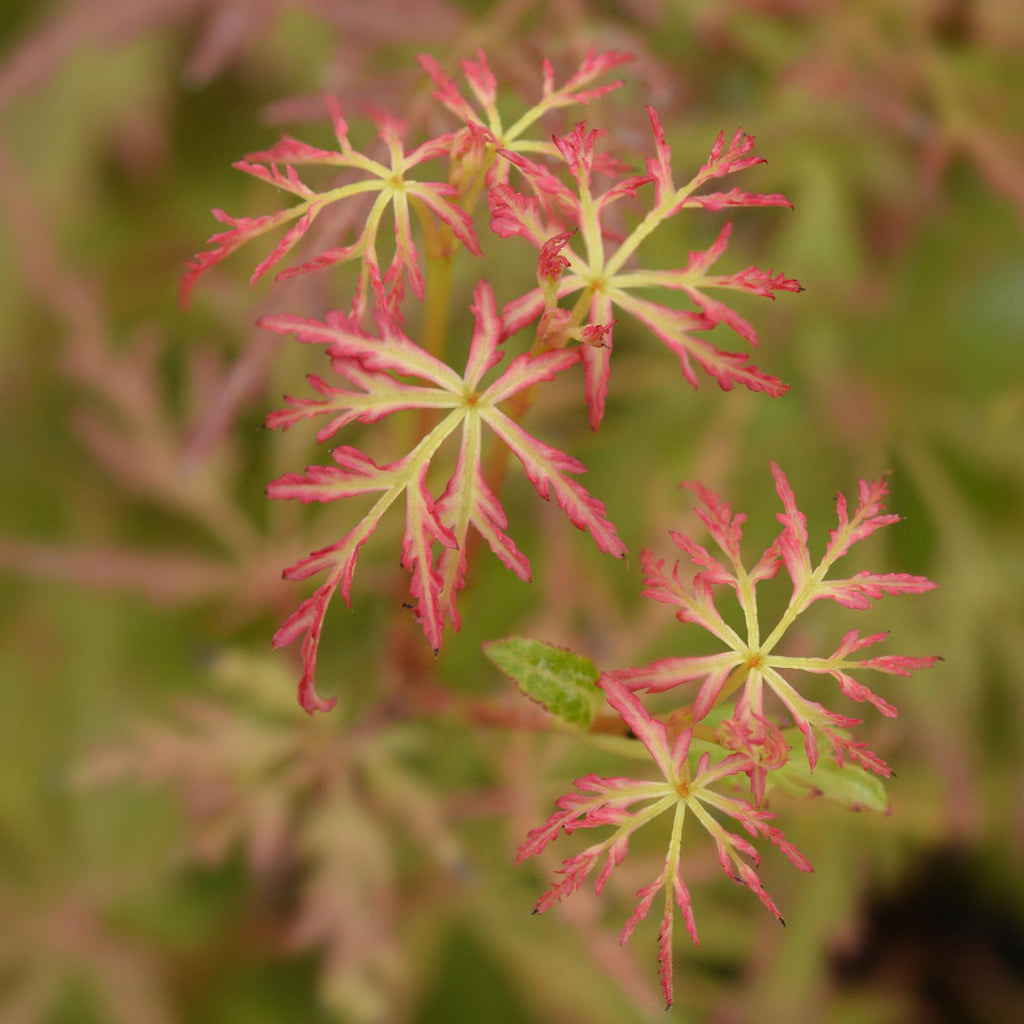 Ahornbaum Acer palmatum Seiryu – 3 Pflanzen – 12cm – Höhe ca. 35cm – Pflegeleichter japanischer Ahorn mit tiefgrünem, fein geschnittenem Laub