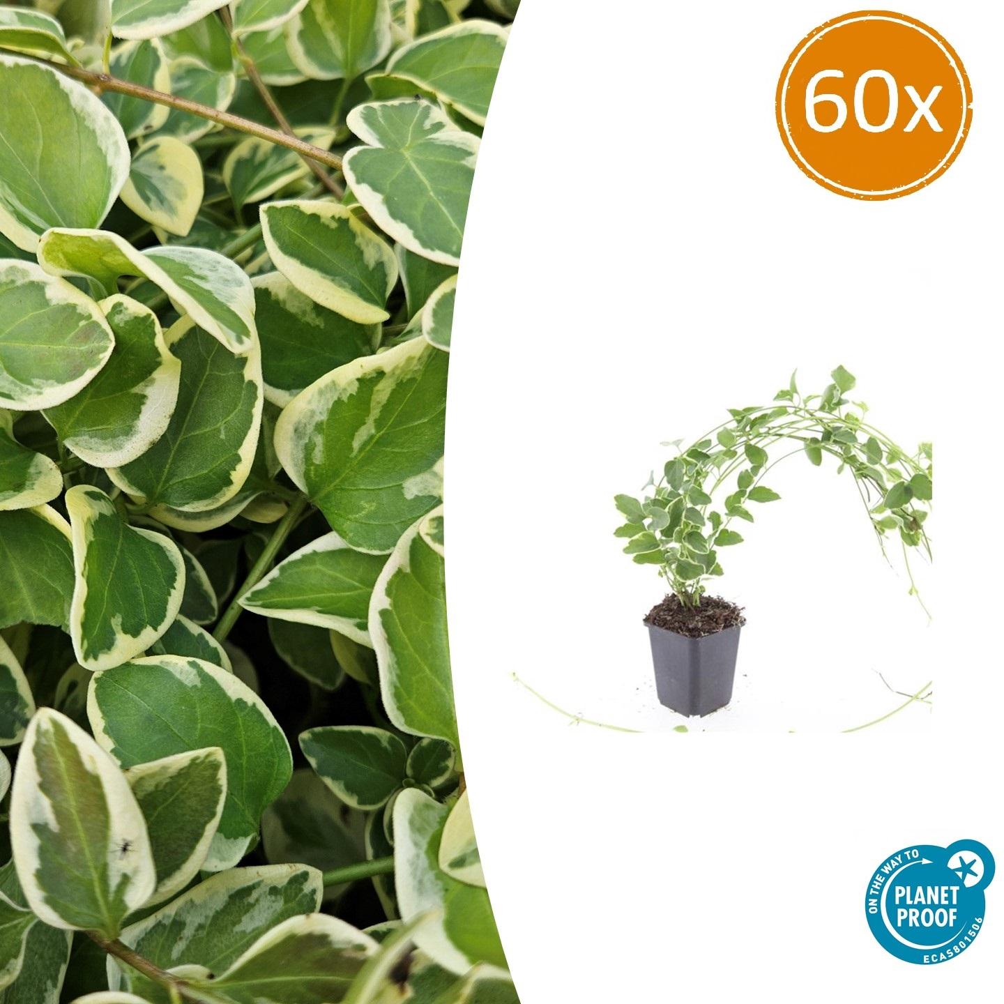 Kleines Immergrün Vinca major 'Variegata' – ↕10-25cm – Ø9cm – Bodendecker – Wintergrün – Schattentauglich – Unterpflanzung – Plant