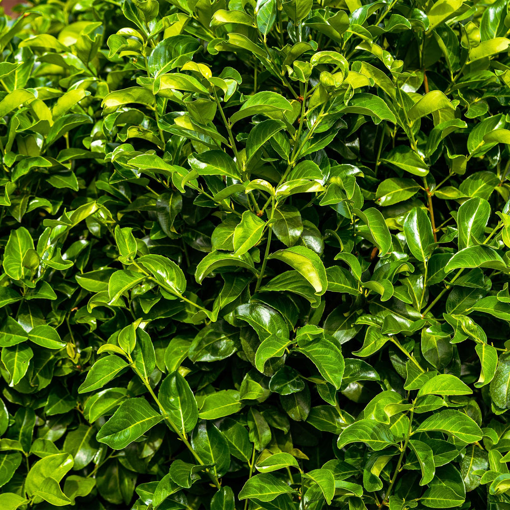 Kirschlorbeer Prunus laurocerasus Rotundifolia – Immergrün – Heckenpflanze – Blatt grün – 6 Pflanzen – 1 laufender Meter – 17cm Höhe 50cm – Plant