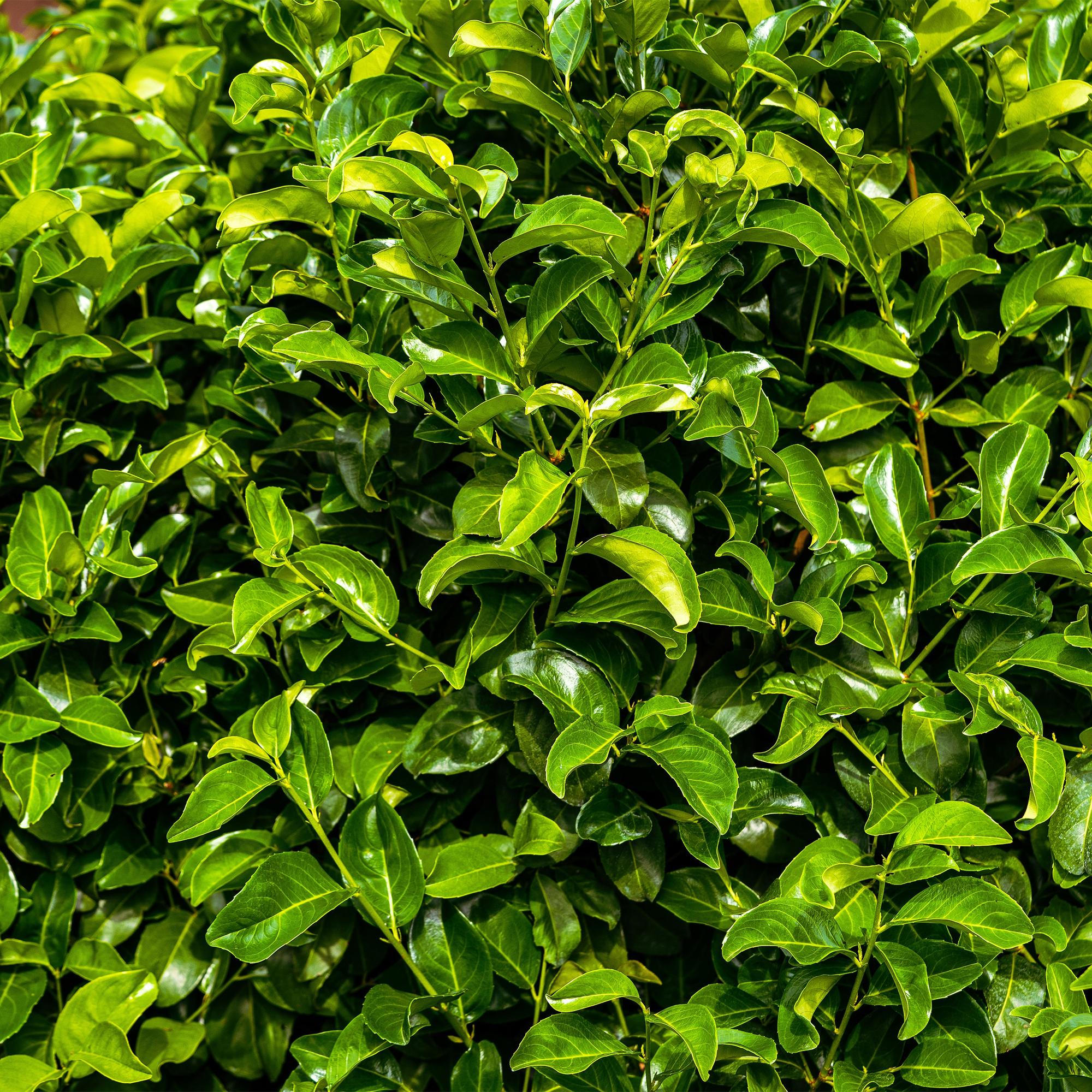Kirschlorbeer Prunus laurocerasus Rotundifolia – Immergrün – Heckenpflanze – Blatt grün – 6 Pflanzen – 1 laufender Meter – 17cm Höhe 50cm – Plant