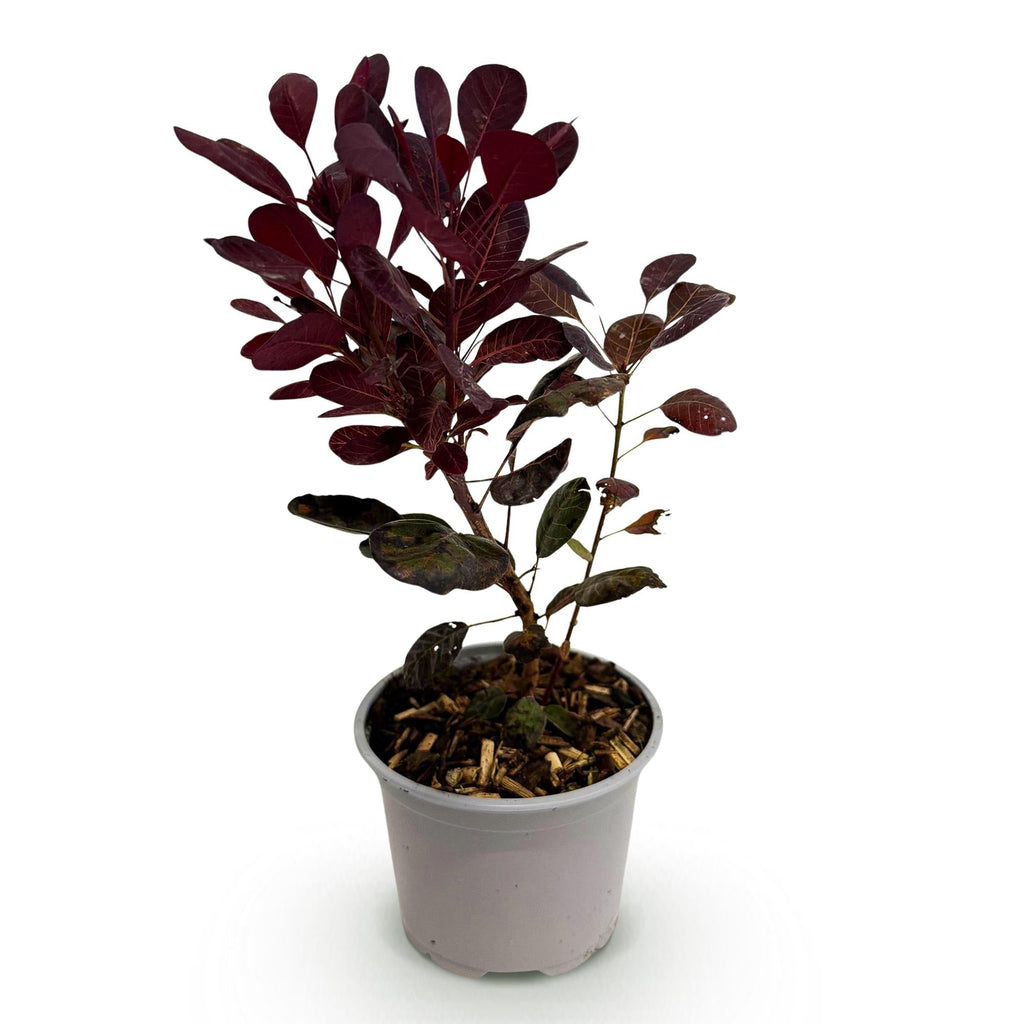 Cotinus coggygria Lilla – 12cm – Höhe ca. 35cm – Purpurrotes Laub & lila Sommerblüte – Plant