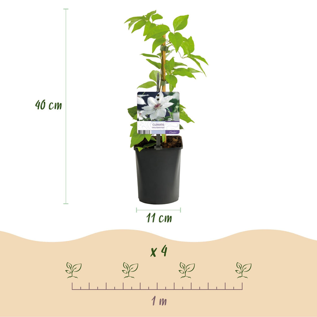 Kletterpflanze Clematis Miss Bateman – Rosa – Weiße Blüten – Wenig Pflege – 2 Pflanzen – 11cm Höhe 40cm – Für Garten, Terrasse & Pergolen – Plant