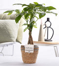 Pachira Aquatica im Korb – Ø12cm ↕45cm – Glückskastanie mit geflochtenem Stamm – Zimmerpflanze im Rattankorb – Natürlich & dekorativ – Symbol für Glück & Wohlstand – Plant