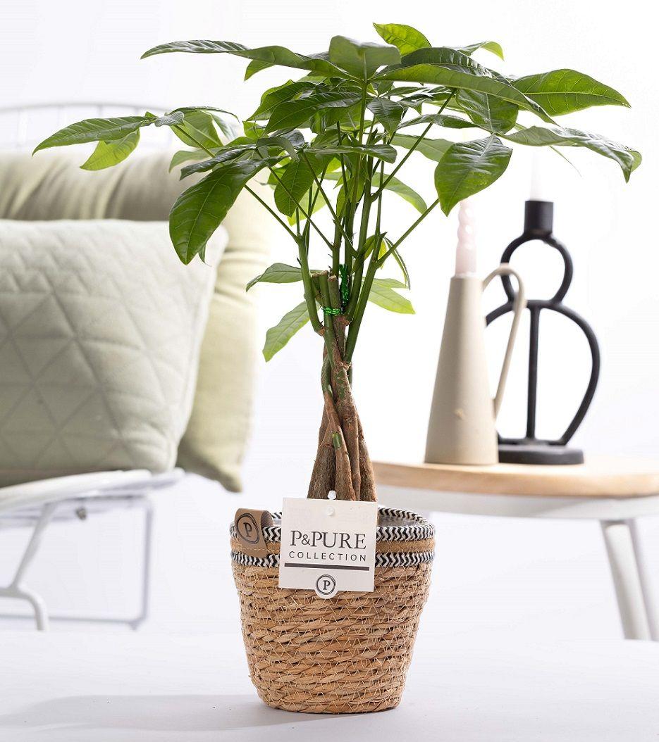 Pachira Aquatica im Korb – Ø12cm ↕45cm – Glückskastanie mit geflochtenem Stamm – Zimmerpflanze im Rattankorb – Natürlich & dekorativ – Symbol für Glück & Wohlstand – Plant