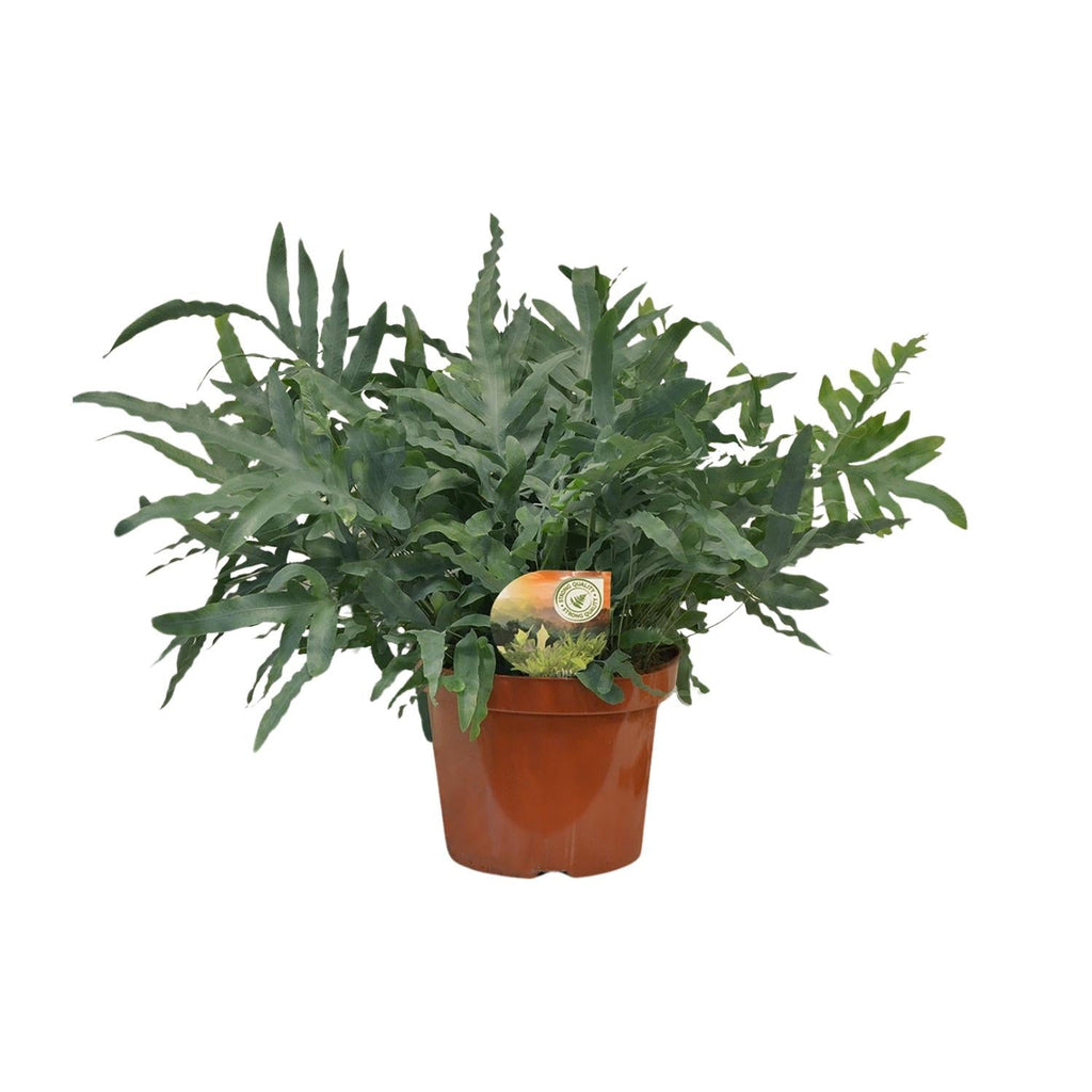 Blauer Tüpfelfarn Phlebodium Blue Star – Zimmerpflanze – Ø26cm ↕80cm – Luftreinigender Farn mit blaugrünen Blättern – Tropische Deko-Pflanze – Plant