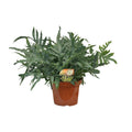 Blauer Tüpfelfarn Phlebodium Blue Star – Zimmerpflanze – Ø26cm ↕80cm – Luftreinigender Farn mit blaugrünen Blättern – Tropische Deko-Pflanze – Plant