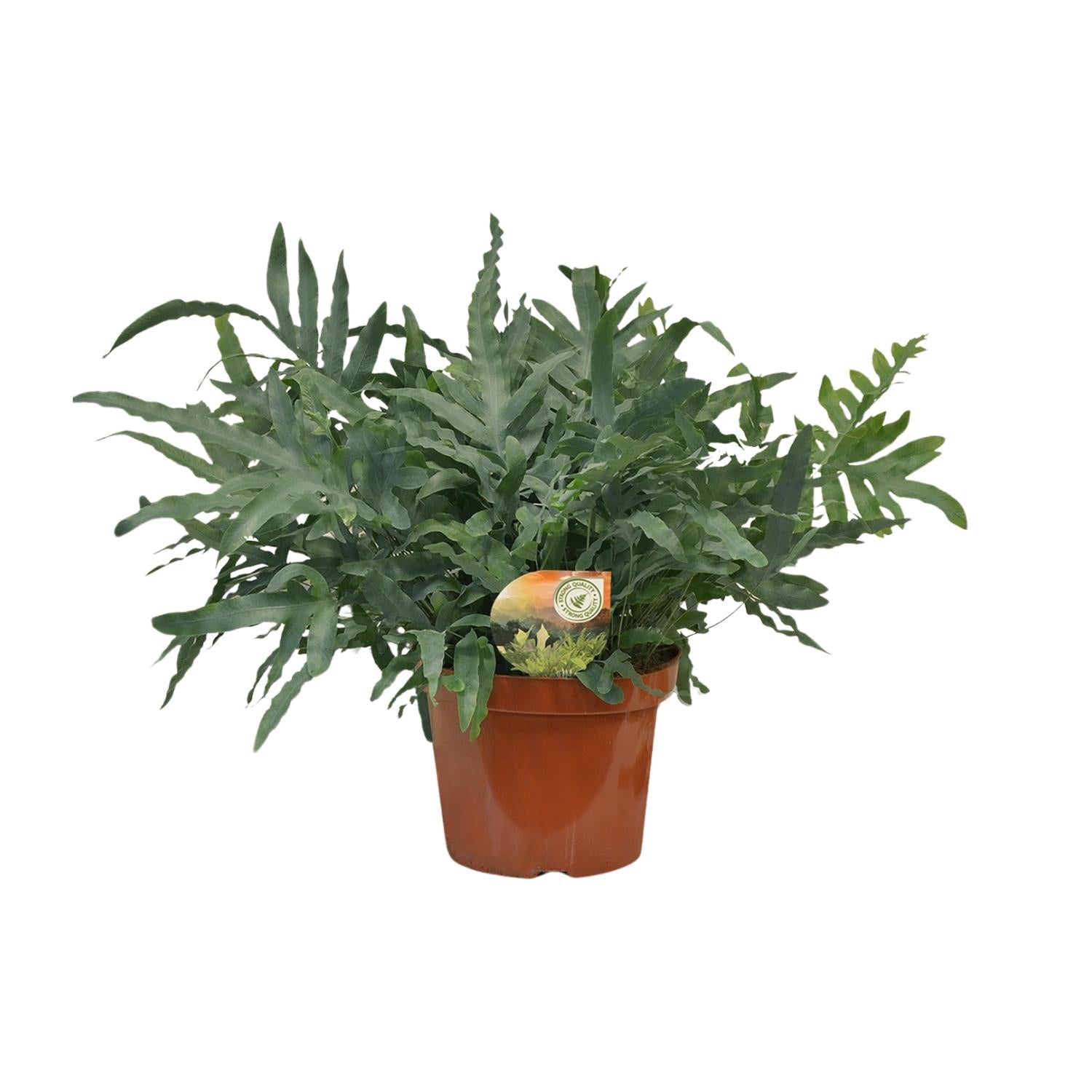 Blauer Tüpfelfarn Phlebodium Blue Star – Zimmerpflanze – Ø26cm ↕80cm – Luftreinigender Farn mit blaugrünen Blättern – Tropische Deko-Pflanze – Plant