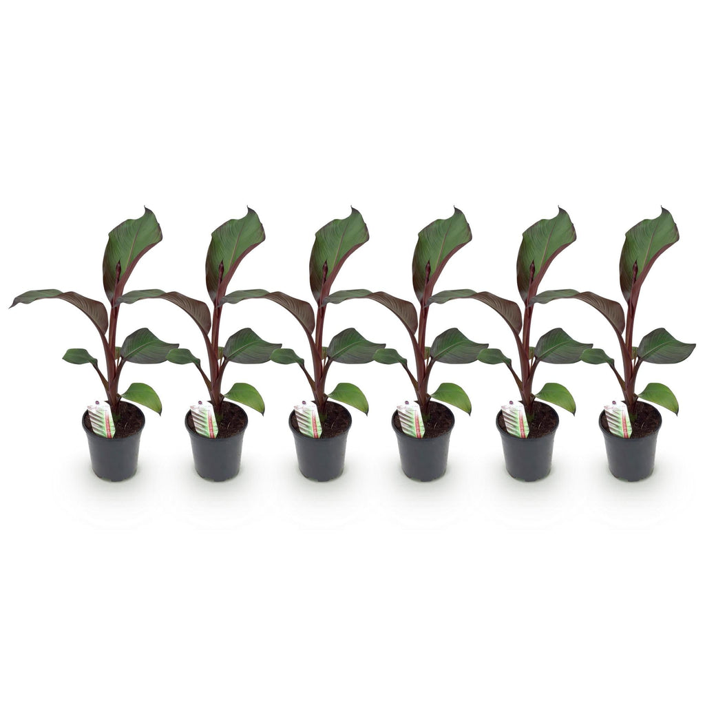 Bananenpflanze Ensete ventricosum Maurelli – Winterhart – Obstpflanze – Ø17cm, Höhe ca. 40cm – Plant