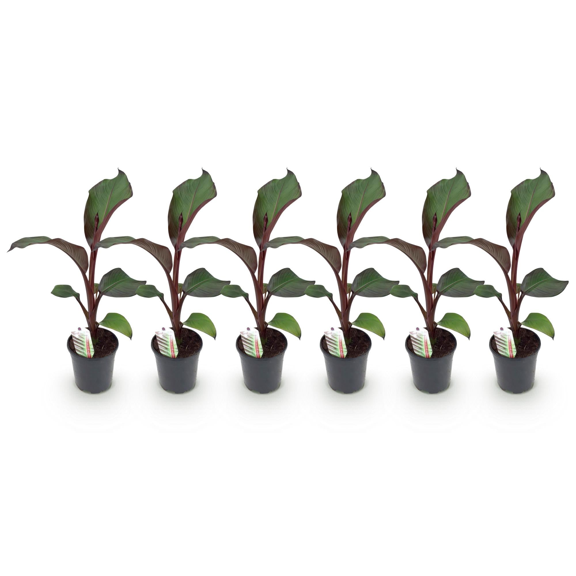 Bananenpflanze Ensete ventricosum Maurelli – Winterhart – Obstpflanze – Ø17cm, Höhe ca. 40cm – Plant