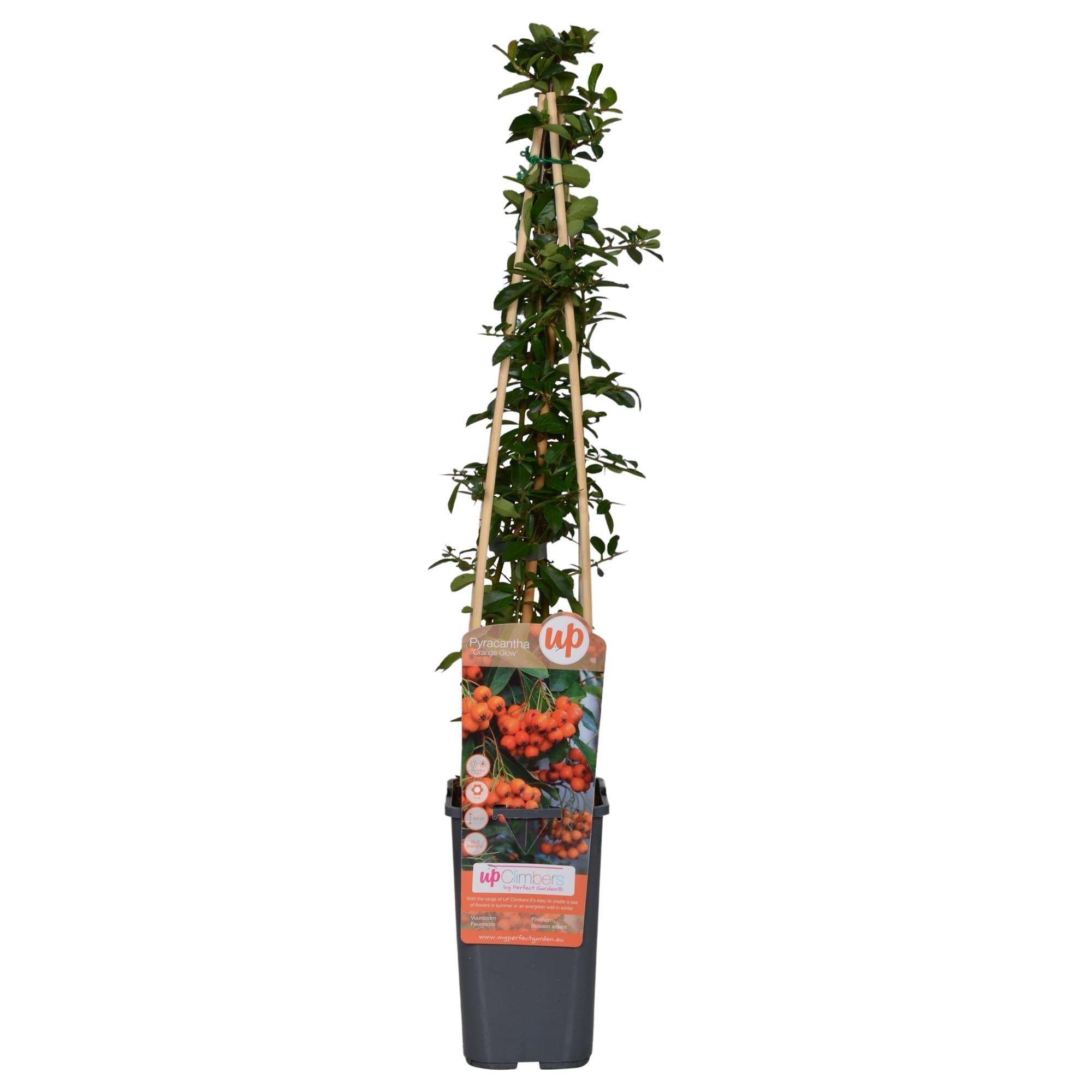 Feuerdorn – Pyracantha 'Orange Glow' – Ø15cm – ↕65cm – Immergrüner Strauch mit oranger Beerenpracht – Ideal als Sichtschutz & Vogelschutzhecke – Plant