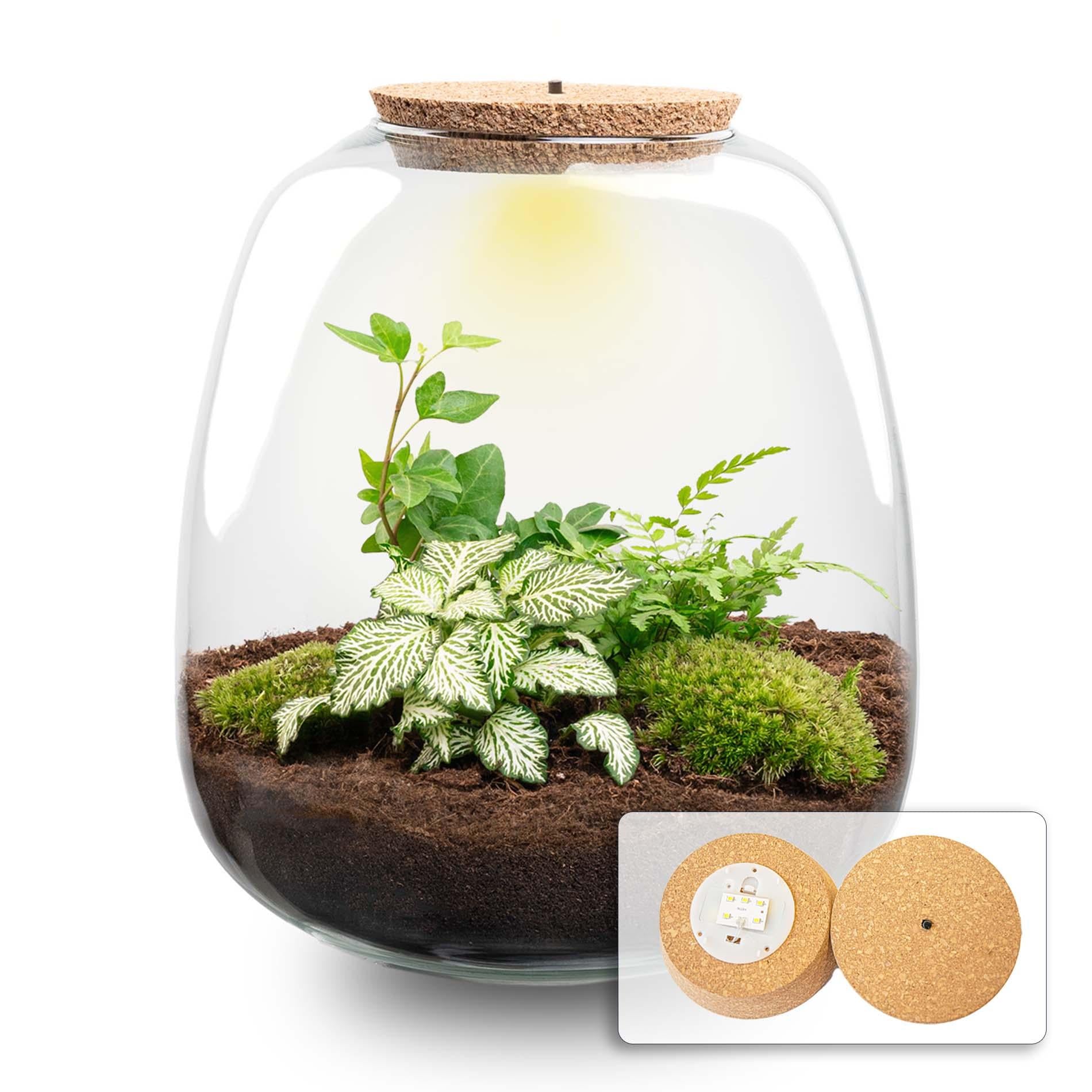 Flaschengarten Pflanzenterrarium – Emma – Ø23xH25cm – DIY Bausatz mit LED – Kork & Pflanzenset Hedera White – Selbstversorgendes Mini – Plant