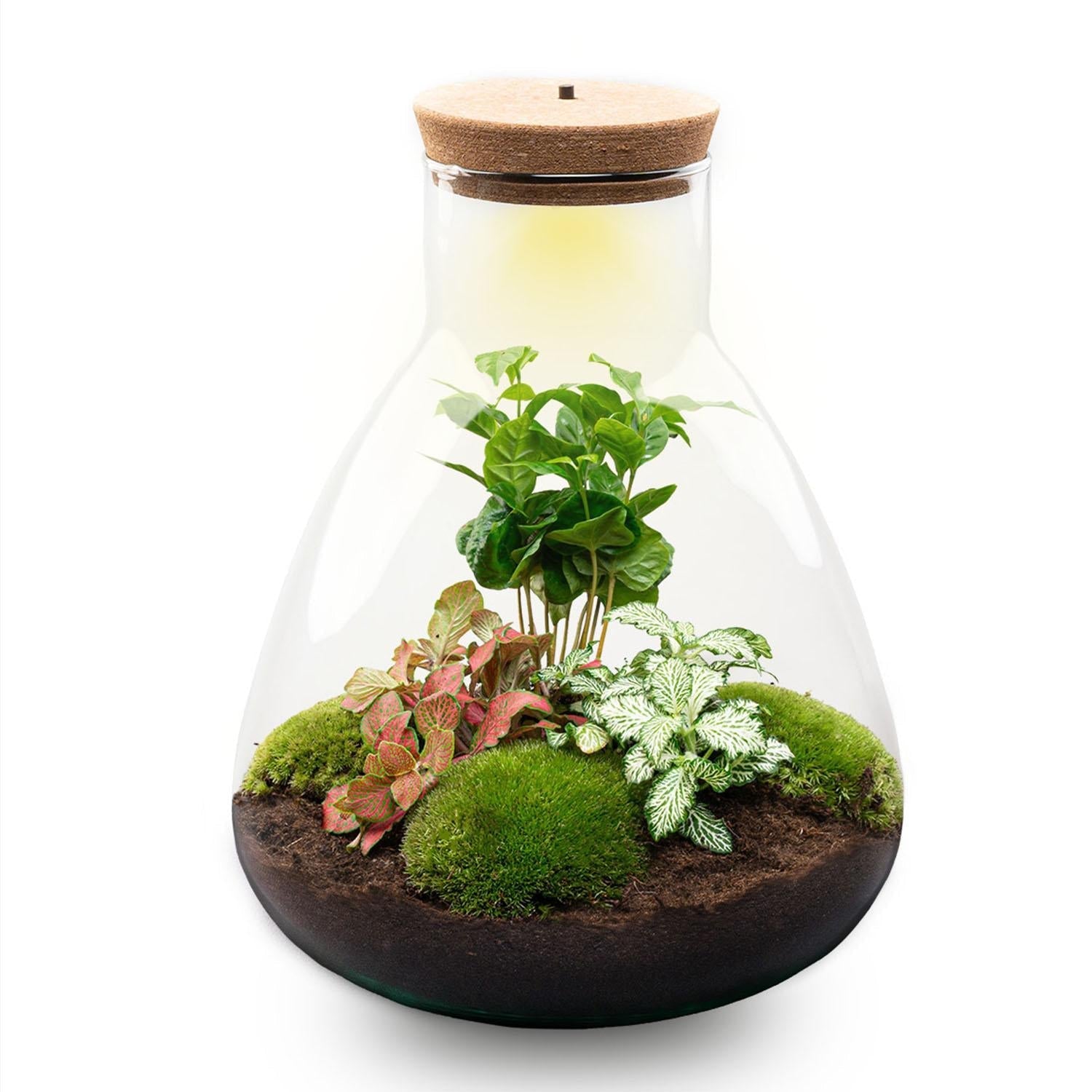 Flaschengarten Sam mit LED – DIY Bausatz Terrarium – ↕30cm – Do – It – Yourself Pflanzen – Set mit LED – Beleuchtung & Korkdeckel – Plant