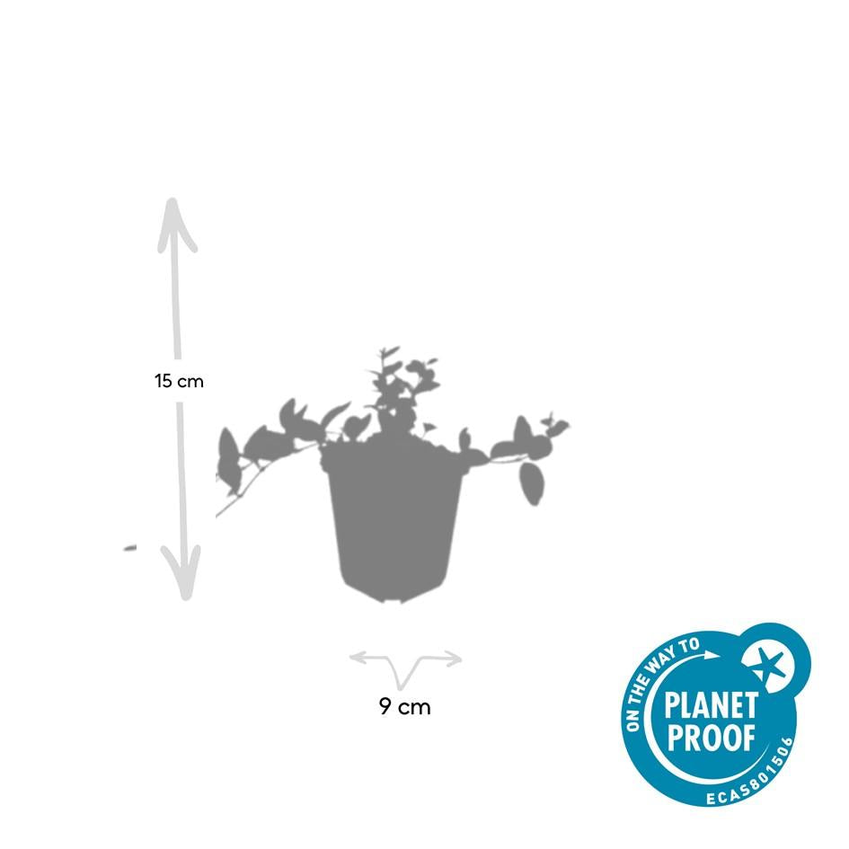 Kleinblättriges weißbuntes Immergrün Vinca minor Argenteovariegata – ↕10-25cm – Ø9cm – Bodendecker – Violette Blüten – Wintergrün – Plant