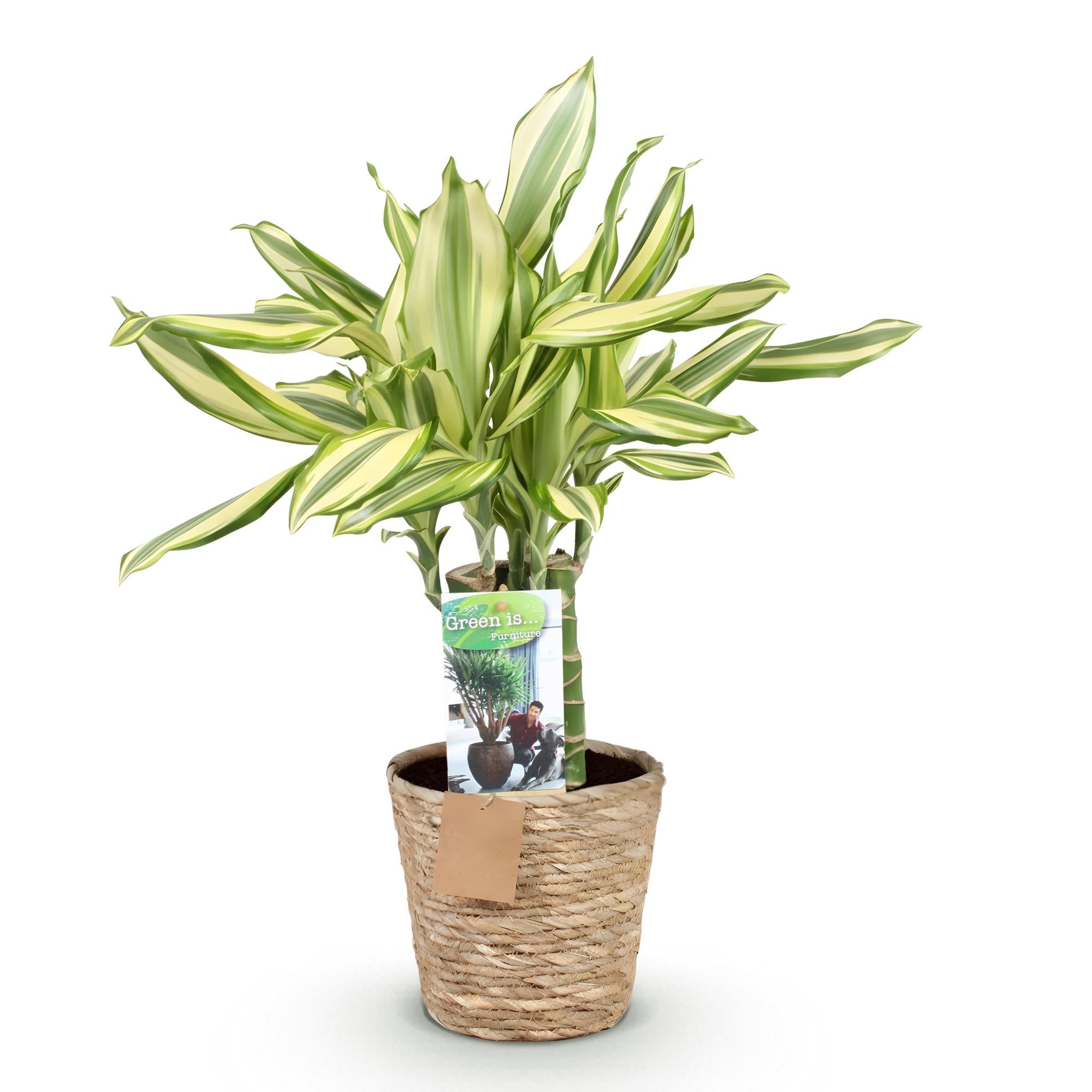 Dracaena fragrans Diamond Dream – 50-55cm – 17cm inkl. Naturkorb – Pflegeleichter Drachenbaum – Plant