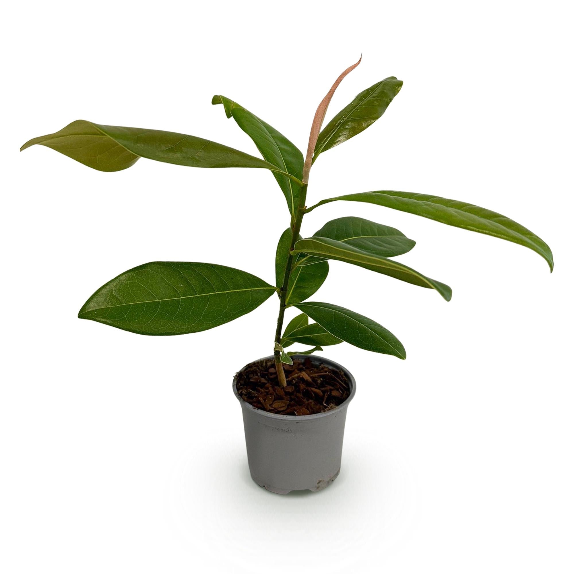 Magnolia grandiflora – 12cm – Höhe ca. 30cm – Immergrüne Großblütige Magnolie mit duftenden weißen Sommerblüten – Plant