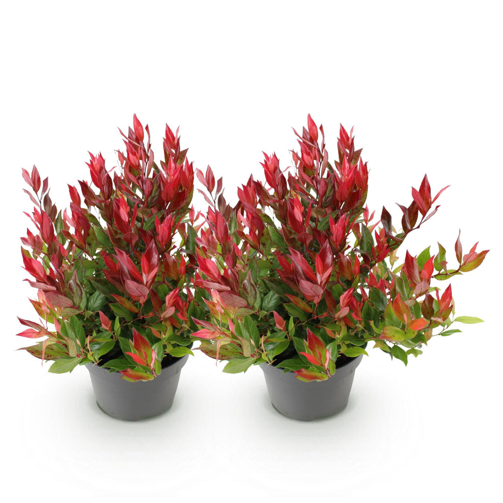 Traubenheide Leucothoe Little Flames – 2 Pflanzen 17cm Höhe ca.45cm – Immergrün & farbintensiv – Rotes Herbstlaub – Pflegeleichter dekorativer Zierstrauch