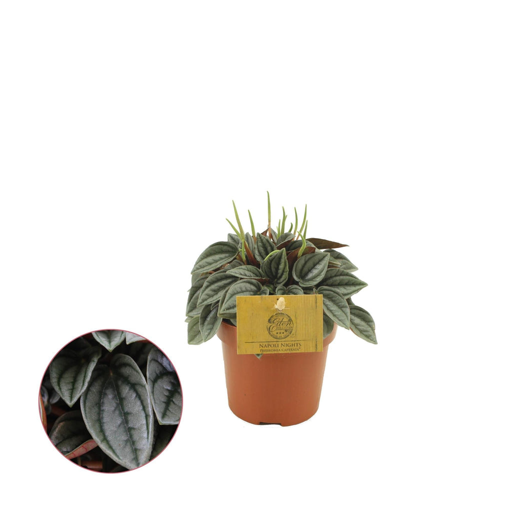 Peperomia Napoli Nights – Zimmerpflanze – Ø10,5cm – ca. 15cm hoch – Pflegeleichte, luftreinigende Sukkulente – Für Wohnung & Büro – Plant