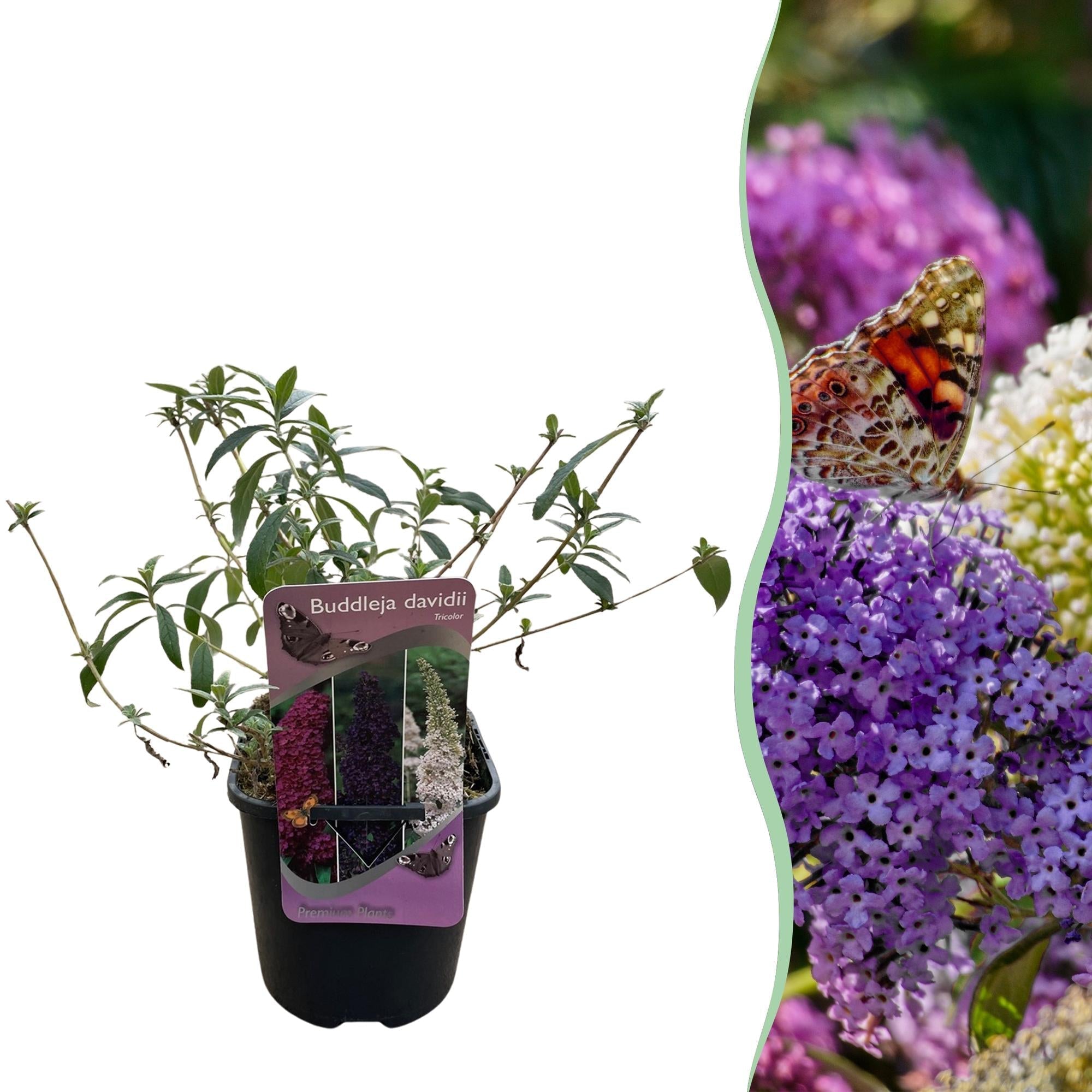 Schmetterlingsstrauch Buddleja davidii Tricolour – Blüten Rosa, Weiß & Lila – Bienen – & Schmetterlingsfreundlich – 17cm x H30cm – pflegeleicht – Plant