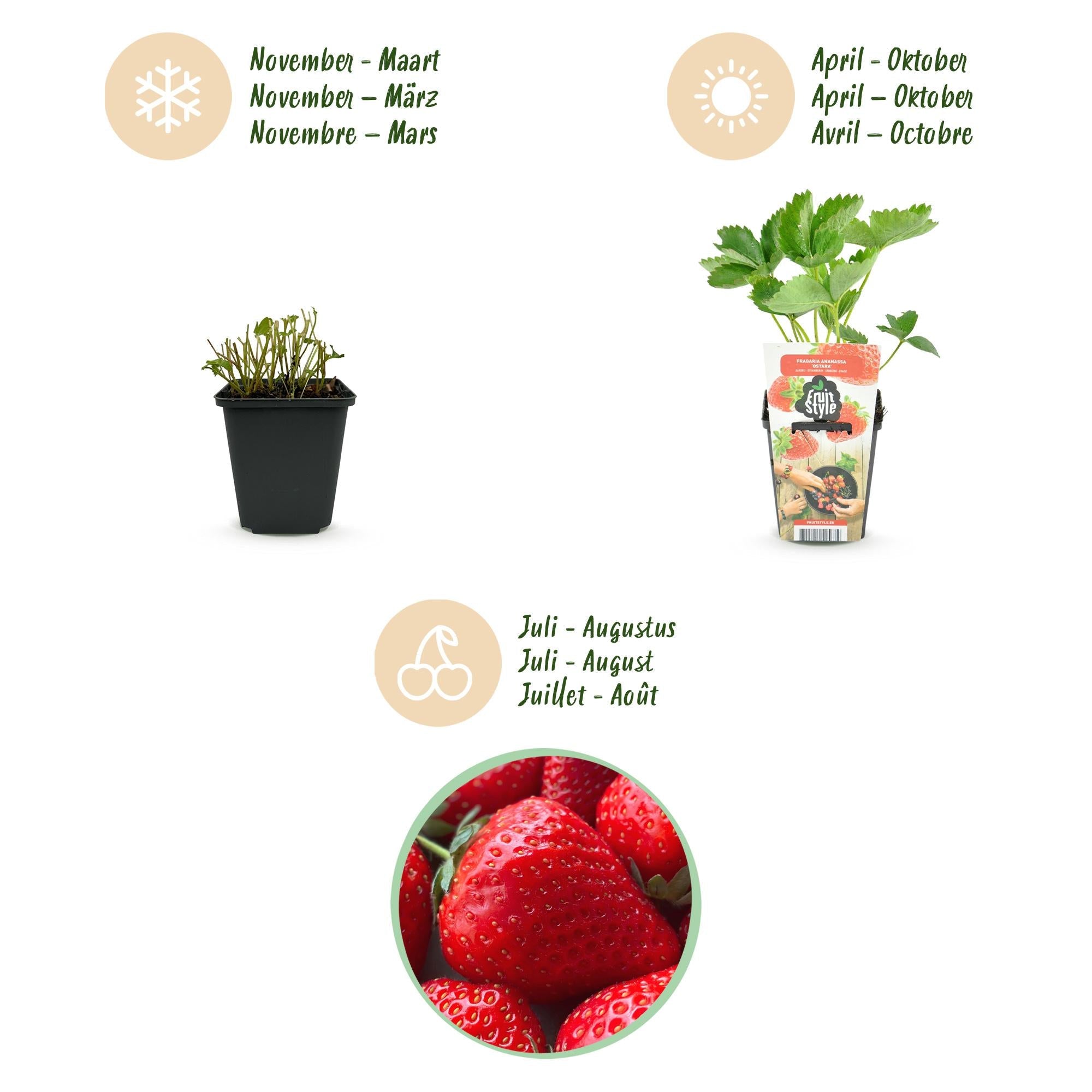 Erdbeere Fragaria Elsanta winterhart Höhe 30cm Ø9cm – Rote Erdbeere für Beet Balkon & Topf – Ertragreiche Obstpflanze mit süßem Aroma
