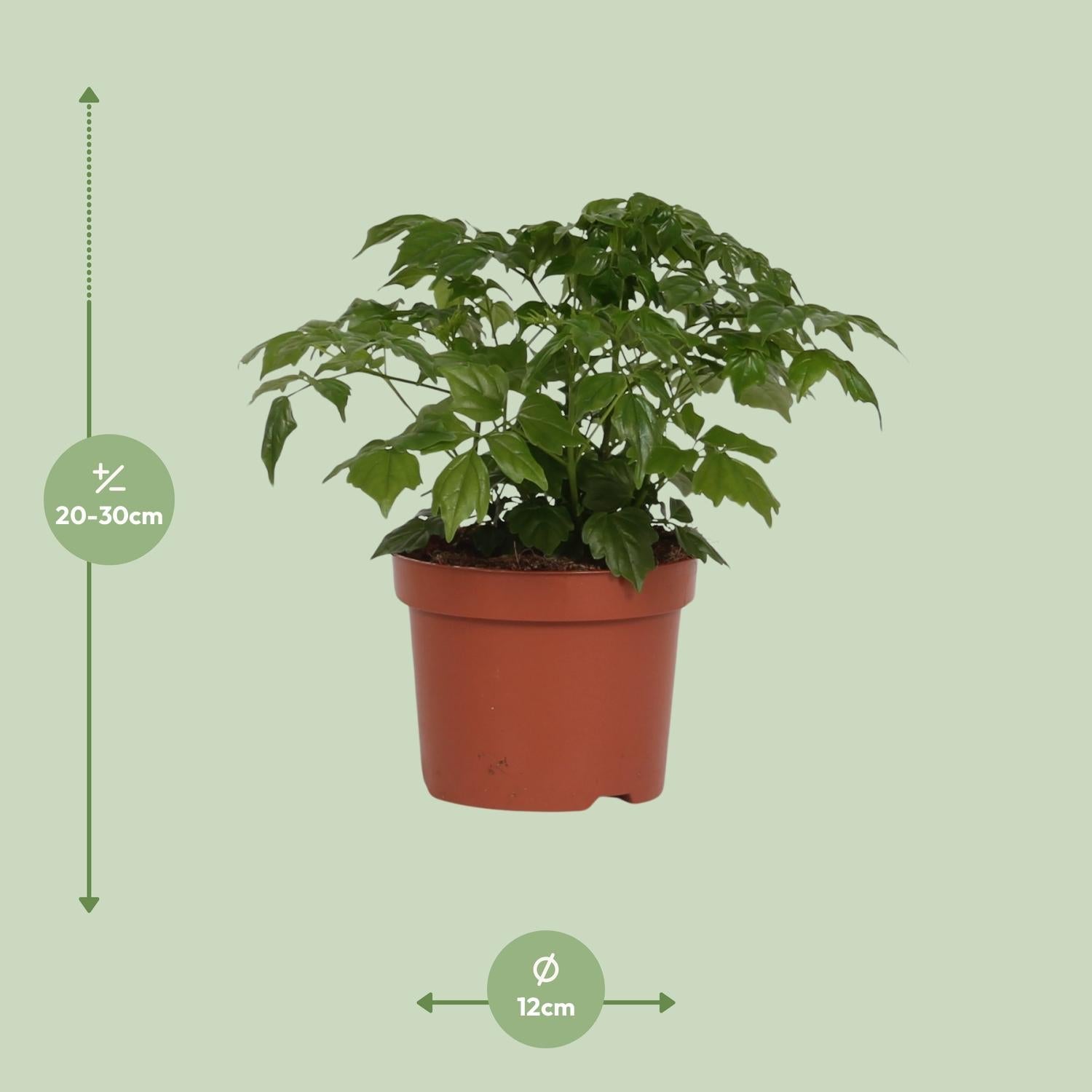 Zimmeresche Radermachera Sinica – Zimmerpflanze – Ø12cm – ↕27cm – Elegante, pflegeleichte Grünpflanze – Plant