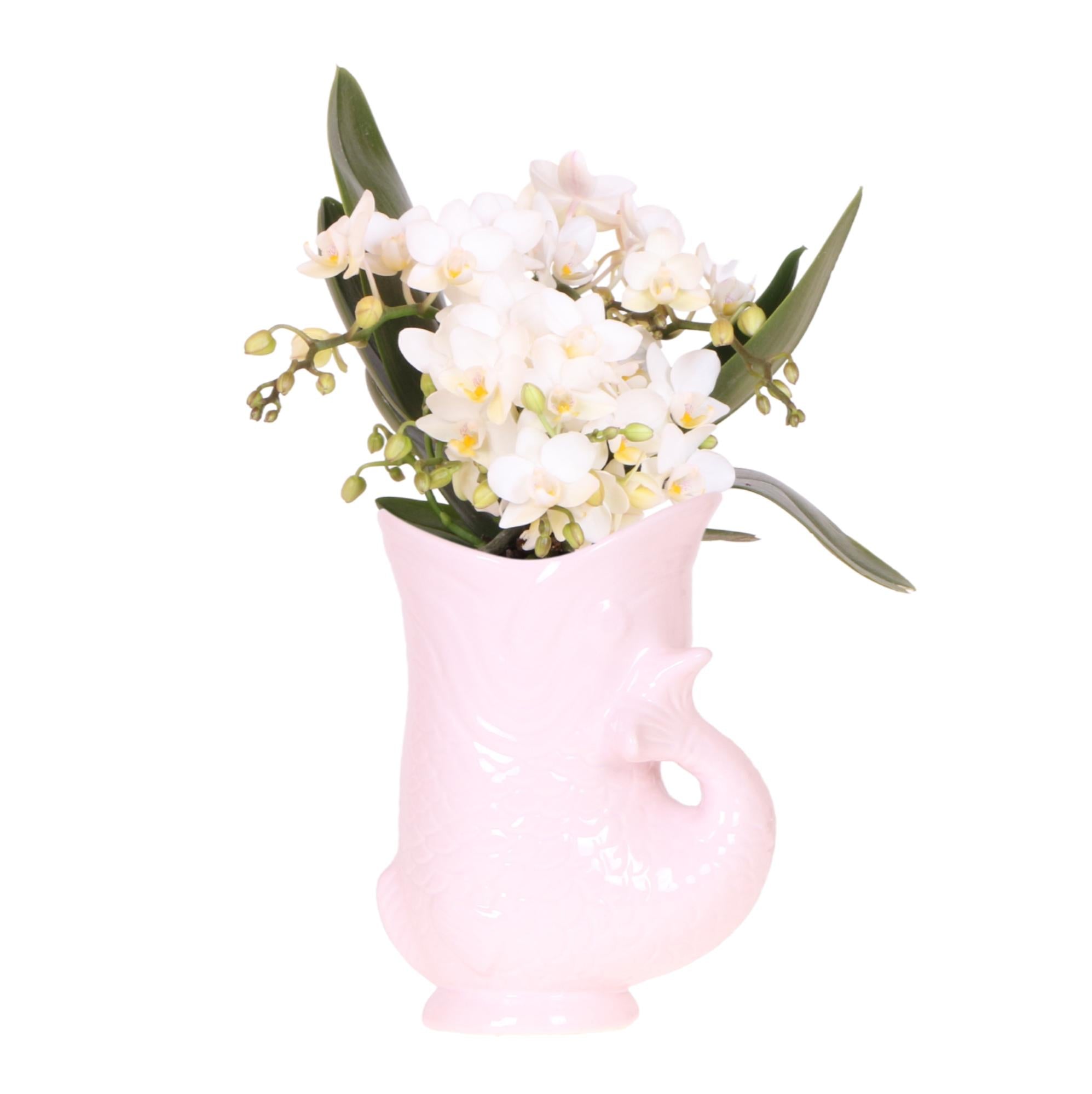 Weiße Orchidee Nazaré – Ø9cm – Zimmerpflanze im sommerlichen Fischtopf Rosa – Elegante Blüten für Wohnzimmer & Esstisch – Plant