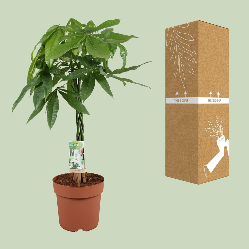 Glückskastanie Pachira Aquatica – Zimmerpflanze – Ø21cm ↕90cm – Symbolische Pflanze – Pflegeleicht – Grünpflanze – Plant
