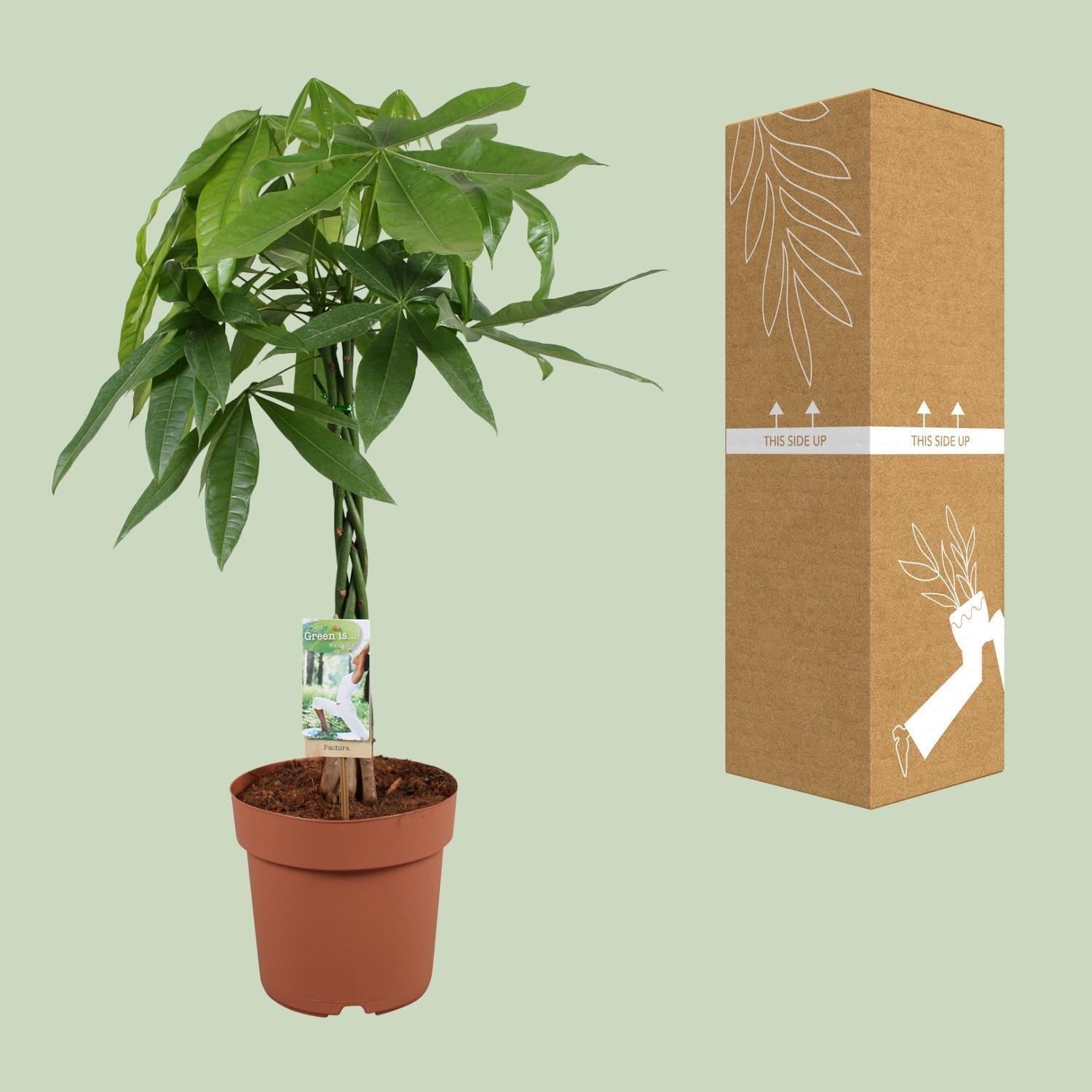 Glückskastanie Pachira Aquatica – Zimmerpflanze – Ø21cm ↕90cm – Symbolische Pflanze – Pflegeleicht – Grünpflanze – Plant