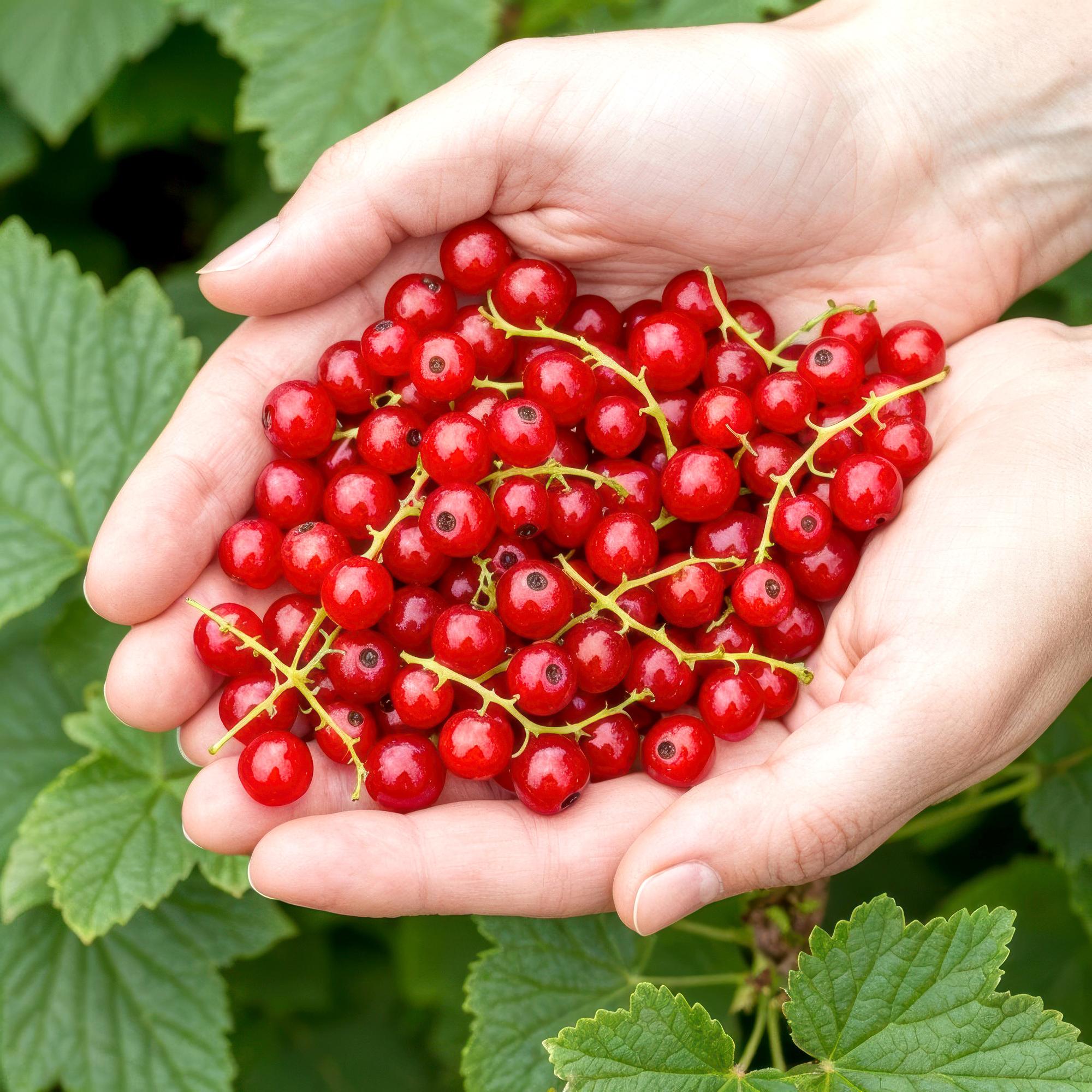 Rote Johannisbeere Ribes rubrum Jonkheer van Tets winterhart Ø9cm Höhe30cm – Ertragreiche Johannisbeerpflanze für Garten Balkon & Terrasse