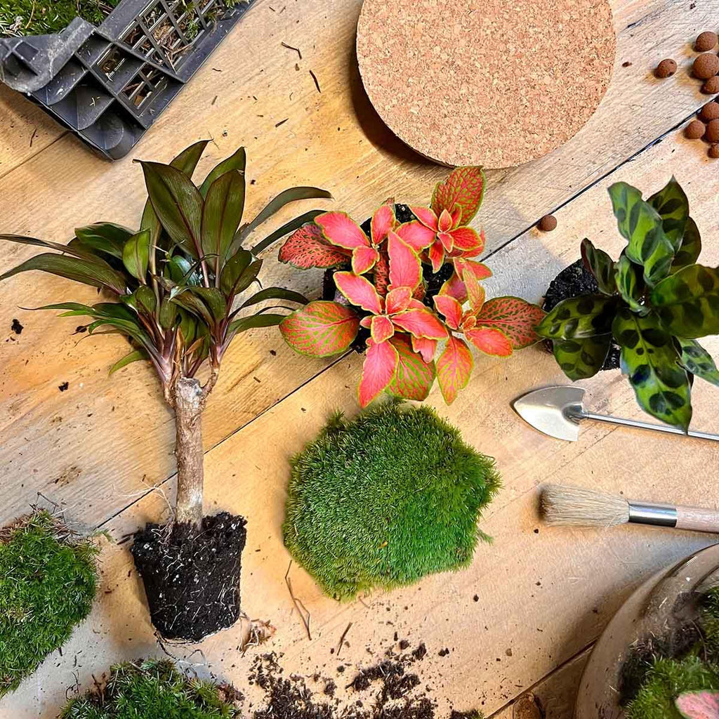 Flaschengarten DIY Bausatz – Terrarium Milky Palme – Ø21cm x 30cm – Selbstbewässerndes Mini – Ökosystem – Inklusive Anleitung – Plant