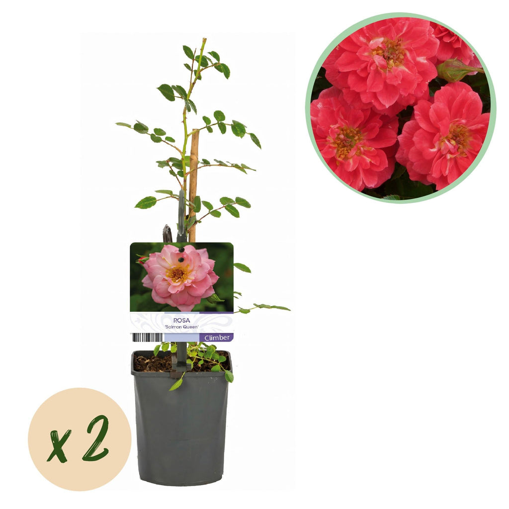 Kletterrose – Rosa Salmon Queen – Lachsrosa Blüten – 2 Pflanzen – 11cm – Höhe 40cm – Duftend & pflegeleicht – Blüte Juni bis Oktober – Plant