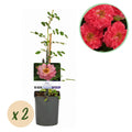 Kletterrose – Rosa Salmon Queen – Lachsrosa Blüten – 2 Pflanzen – 11cm – Höhe 40cm – Duftend & pflegeleicht – Blüte Juni bis Oktober – Plant