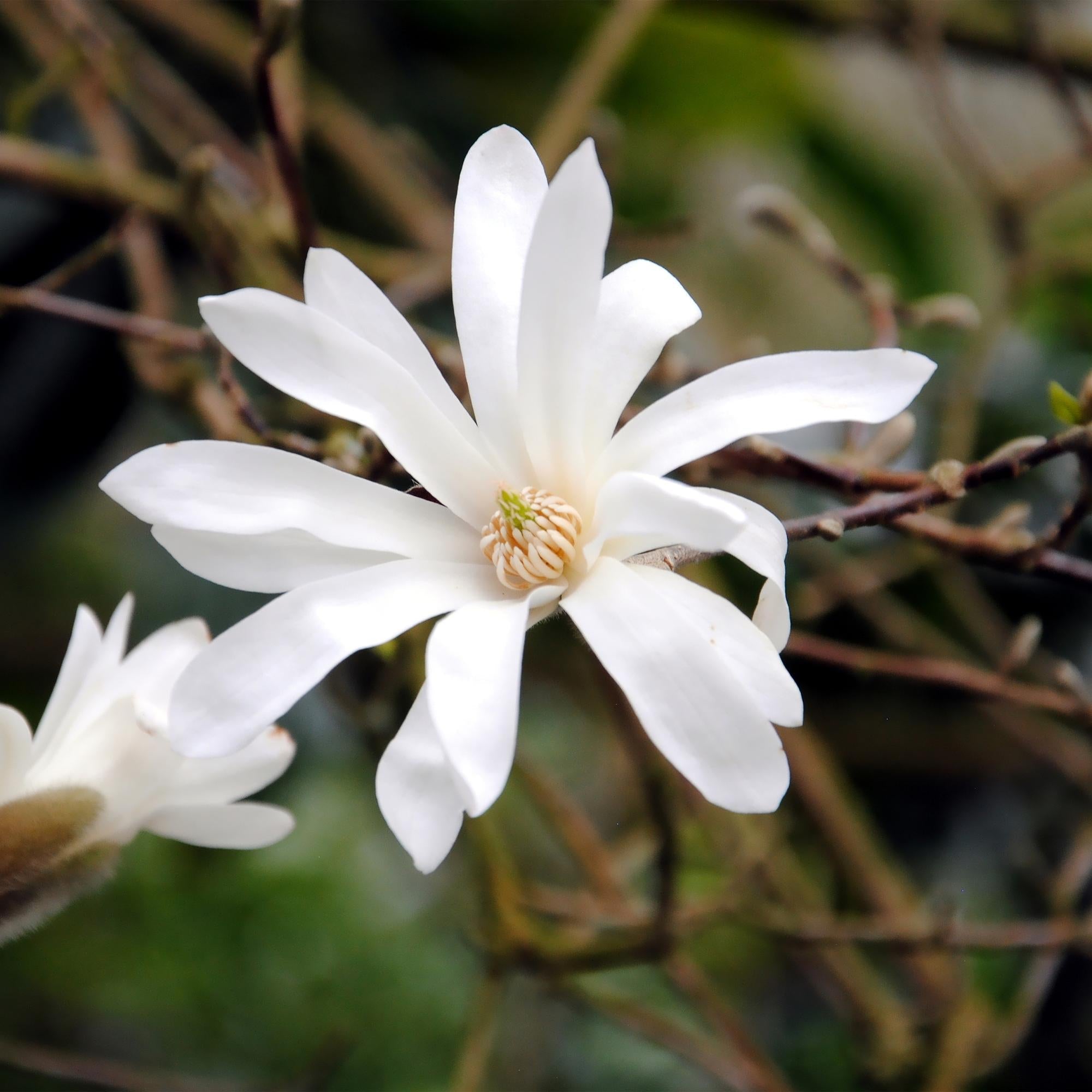 Stern – Magnolie Magnolia Stellata – Strauch – Blüte Weiß – Laubabwerfend – Frühjahrsblüher – Pflegeleicht – 17cm Höhe 45cm – Für Garten & Terrass – Plant