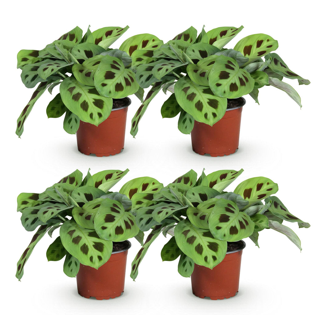 Maranta Fascinator Kerchoveana – 4 Pflanzen Set – Ø12cm Höhe 30-35cm – Pfeilwurz Gebetsblatt mit dekorativem Muster