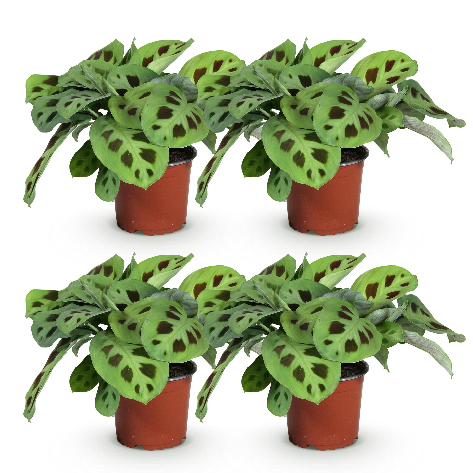 Maranta Fascinator Kerchoveana – 4 Pflanzen Set – Ø12cm Höhe 30-35cm – Pfeilwurz Gebetsblatt mit dekorativem Muster