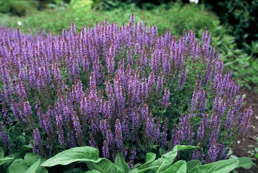 Blüten Salbei Salvia nemorosa Caradonna – ↕10-25cm – Ø9cm – Tiefviolett – Bienenfreundlich – Pflegeleicht – Sonniger Standort – Plant