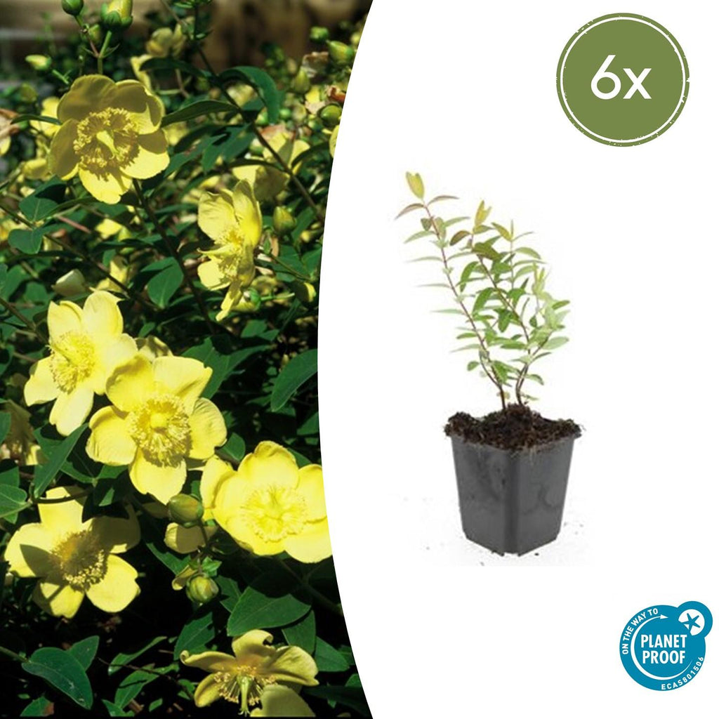 Hypericum Hidcote – Großblumiges Johanniskraut – Ø9cm – Höhe 10-25cm – Immergrüner Strauch mit gelben Blüten – Plant