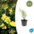 Hypericum Hidcote – Großblumiges Johanniskraut – Ø9cm – Höhe 10-25cm – Immergrüner Strauch mit gelben Blüten – Plant
