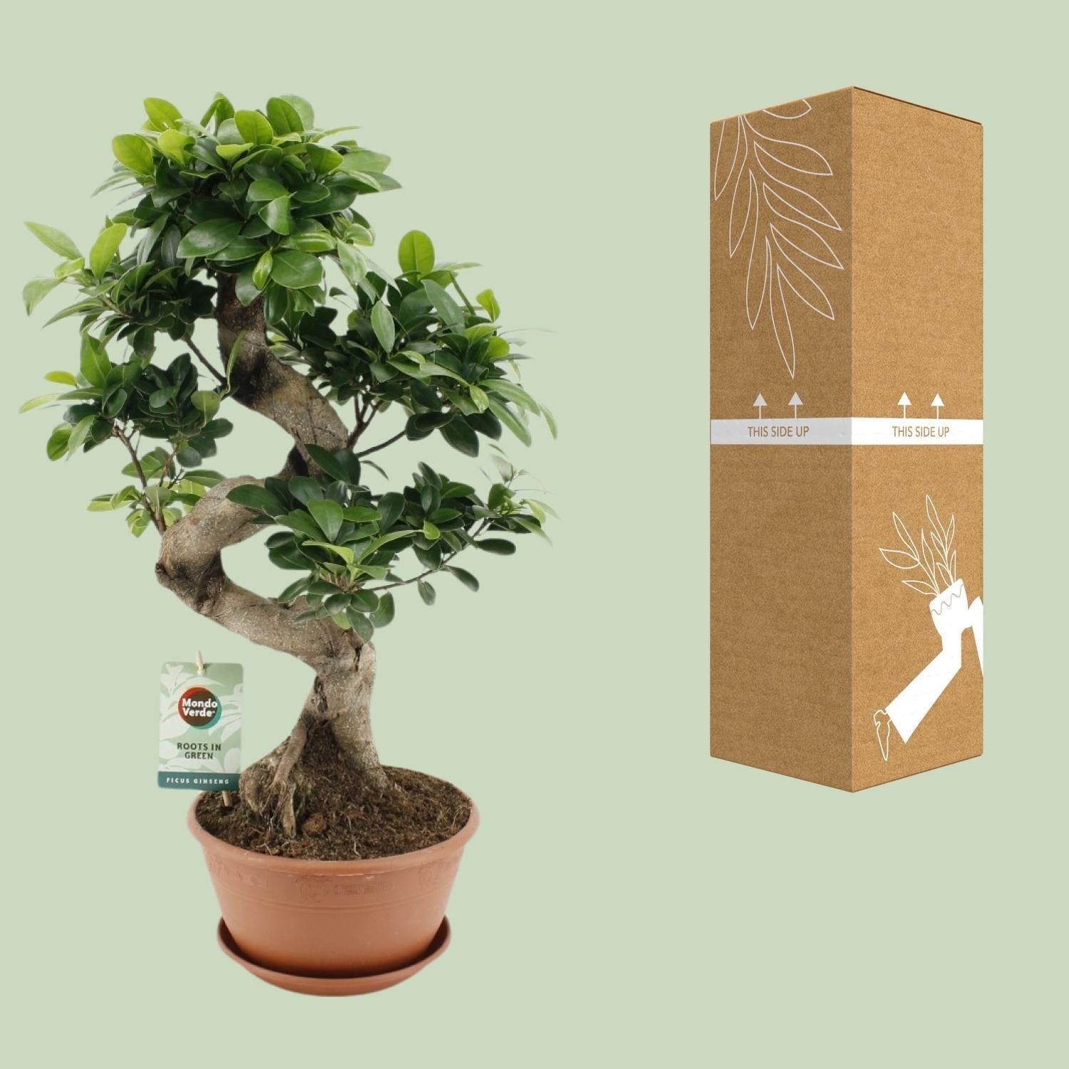 Ficus Ginseng – Chinesische Feige – Zimmerpflanze – Ø22cm – ↕60cm – Pflegeleichter Bonsai – Ficus mit dekorativem Wurzelstamm – Für Wohnzimmer & Büro – Plant