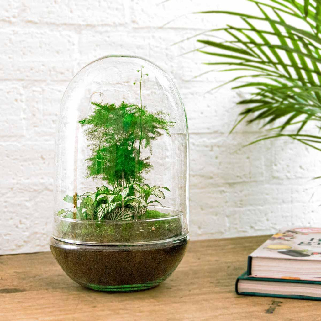 Flaschengarten Egg XL – DIY Bausatz Terrarium – ↕30cm – Do – It – Yourself Pflanzen – Set im Glas mit Korkdeckel – Autarkes Mini – Ökosystem – Plant