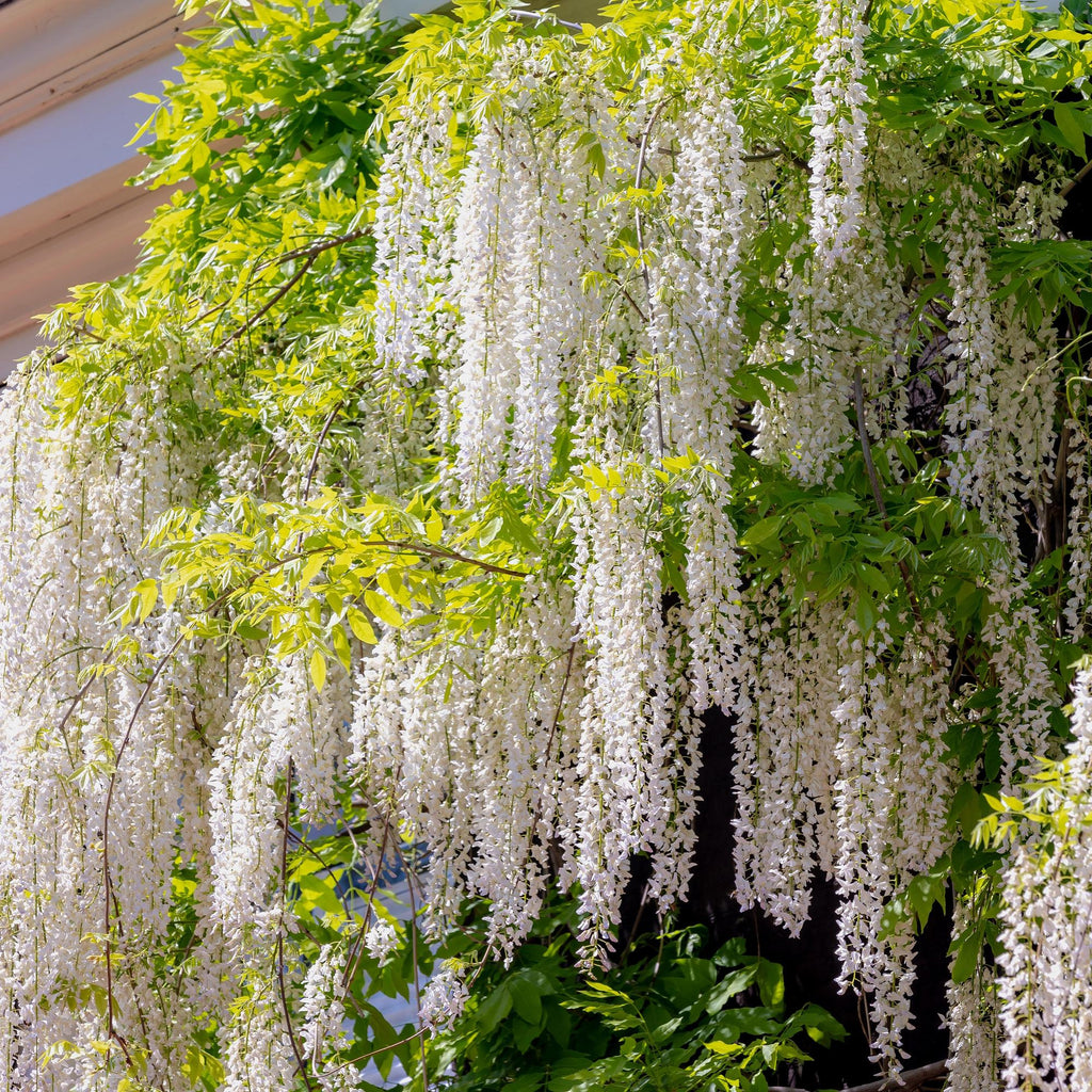 Blauregen Wisteria floribunda Alba – Weiße Blüten – 11cm x H40cm – Duftende Kletterpflanze – Für Pergolen, Zäune & Wände – Plant