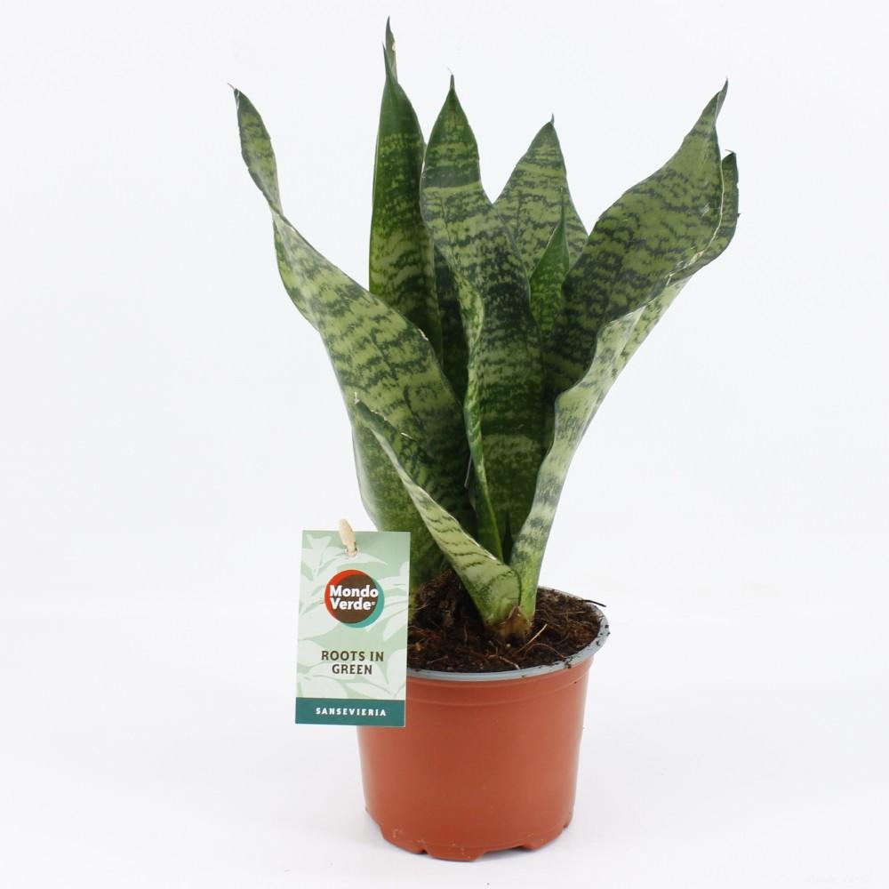 Sansevieria Black Coral – Bogenhanf – Zimmerpflanze 35cm hoch – Ø12cm – Luftreinigend & Pflegeleicht – Dunkelgrünes, elegantes Blattmuster – Plant