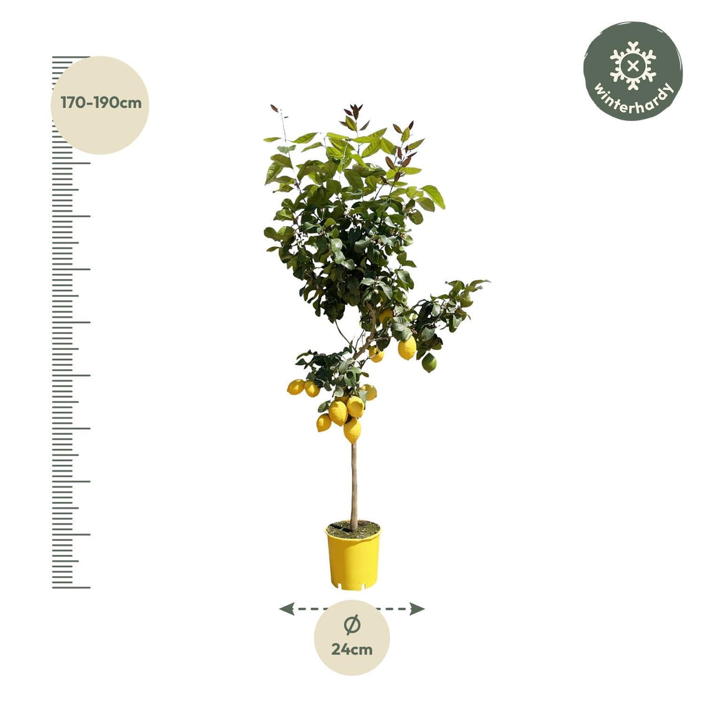 Zitronenbaum – Citrus limon – ca. 150cm hoch – Ø24cm – duftende Blüten & essbare Zitronen – immergrüne Zimmer – & Terrassenpflanze – Plant